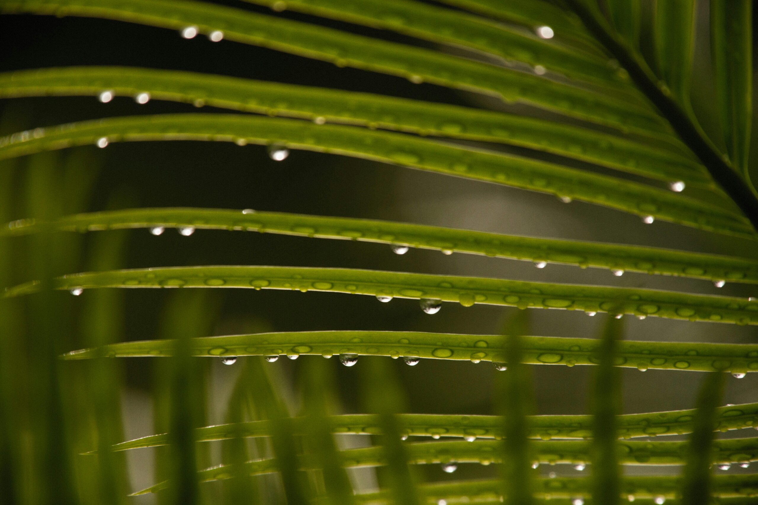 Spa day packages Mila Spa Fort Myers